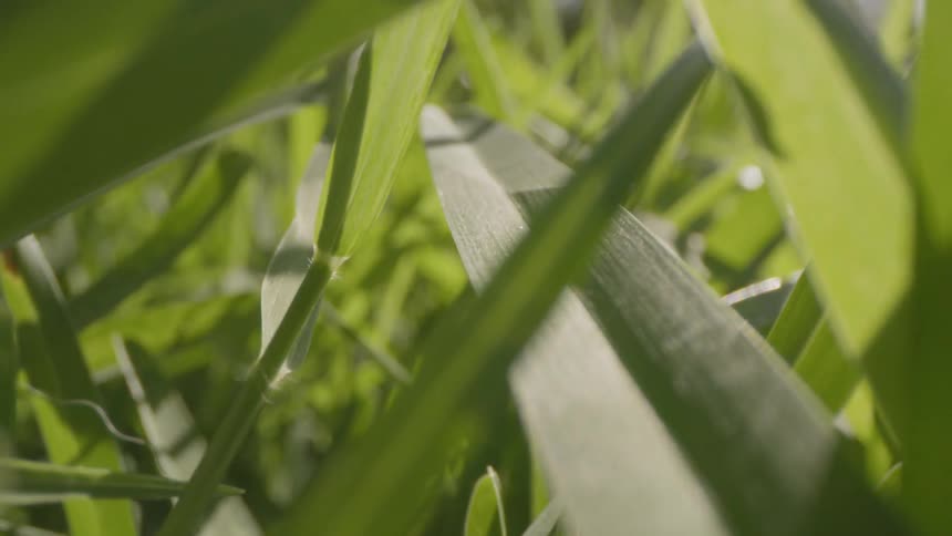 The sun shines on grass and plant leaves and stems