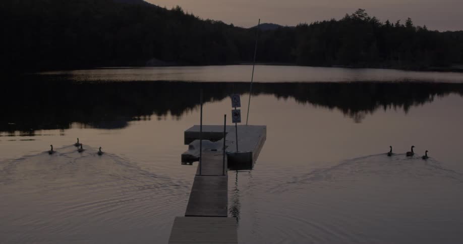 Geese are swimming in lake near dock after sunset