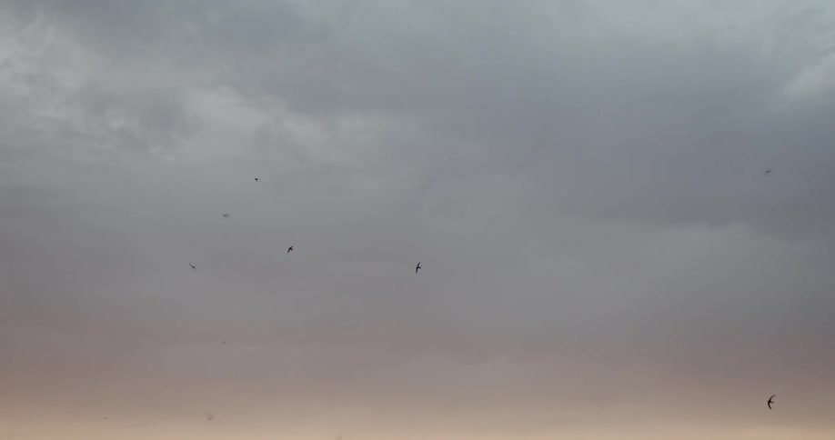 Birds are flying in cloudy sky over town at sunset