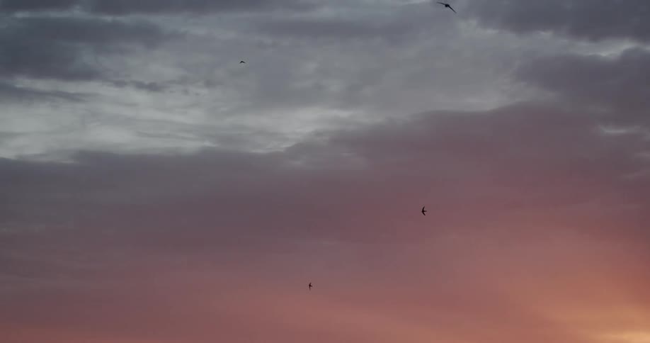 Birds are flying in cloudy sky over town at sunset