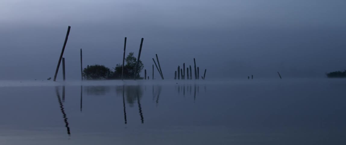 Weeds sit in the water as mist floats overhead