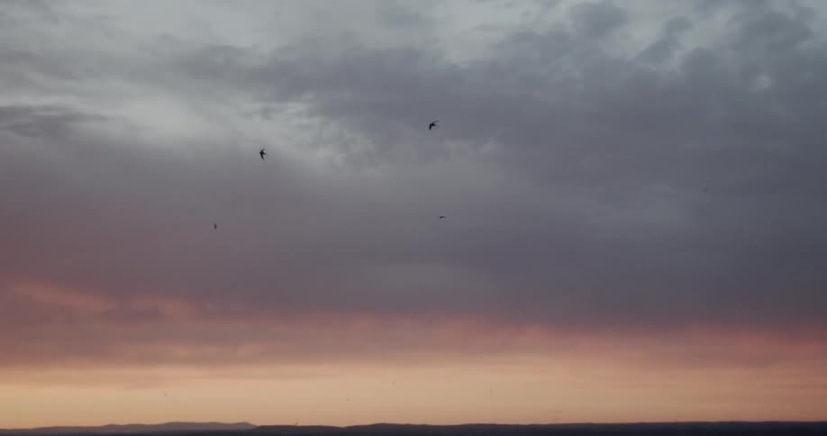 Birds fly in the sky