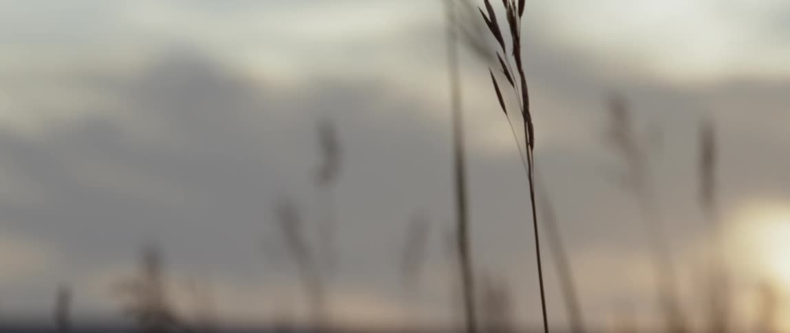 Thin weeds blow in the breeze
