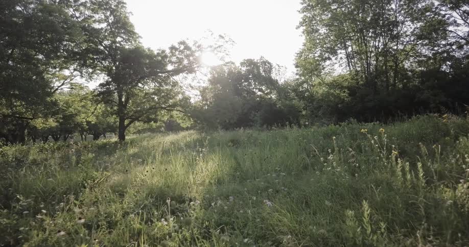 Sun shining through trees in a grassy field
