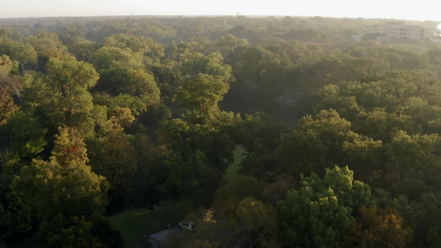 Sunlights shines over trees and vegetation