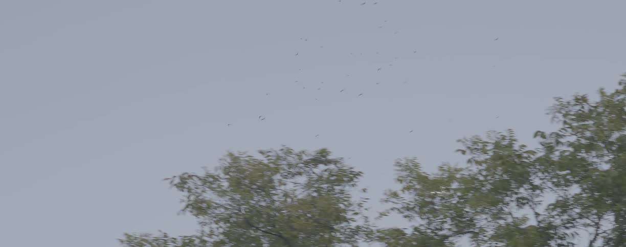 Flock of birds flying in the clear sky
