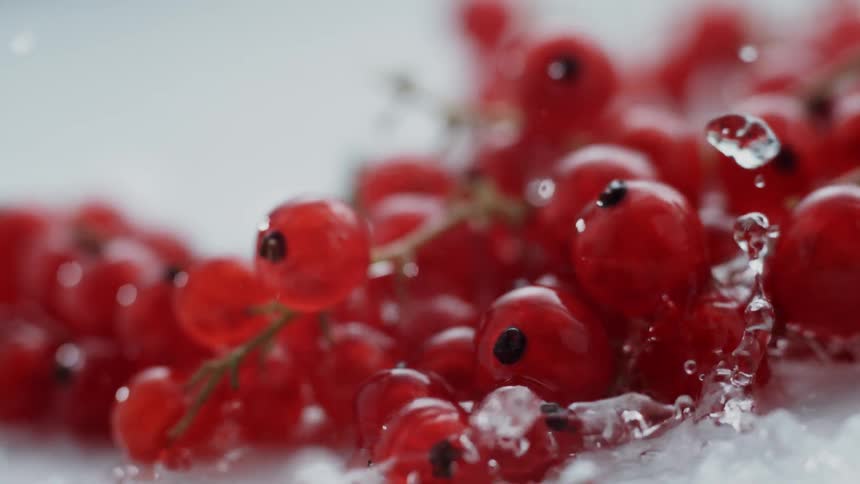 Water splashes down onto fresh red currant berries