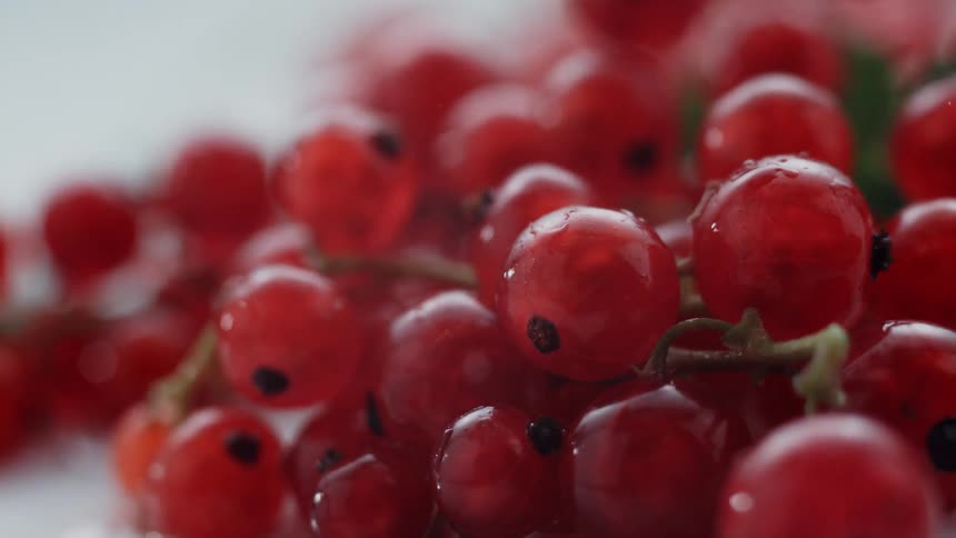 Red Currants splash into water