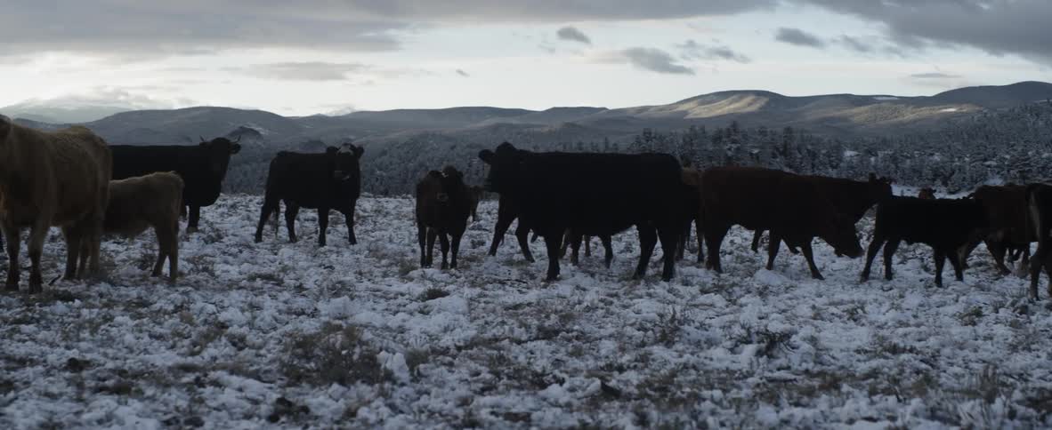 Cattle stand and walk in the snow on an overcast day