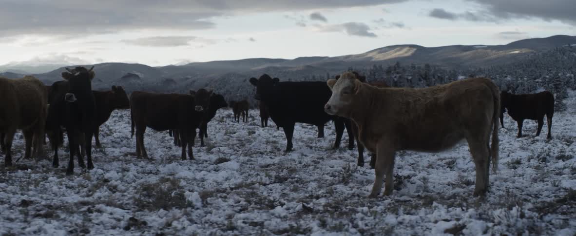 Cows standing in the snow