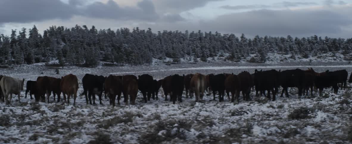 Cattle stand and walk in the snow on an overcast day