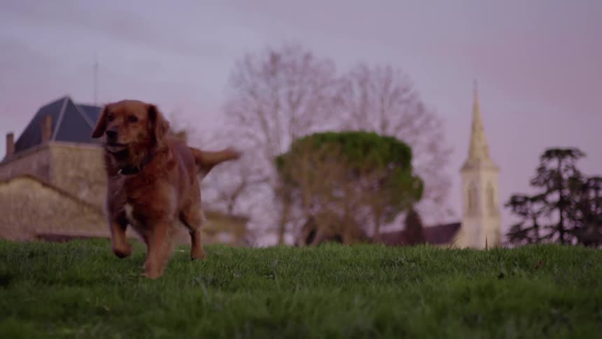 Golden Retriever Runs and Sits
