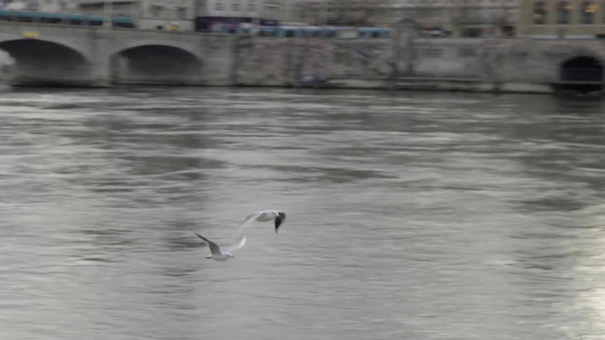 Seagulls Flying Over a River