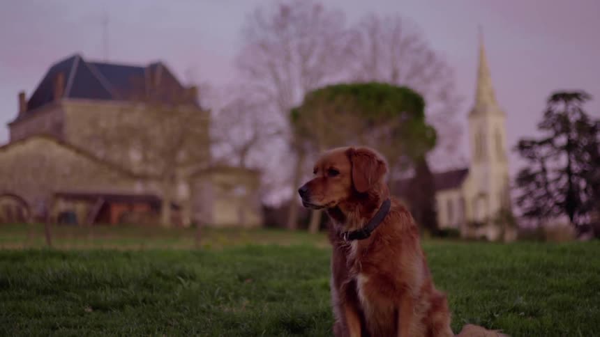 Dog Sits in Front of Quaint French Village
