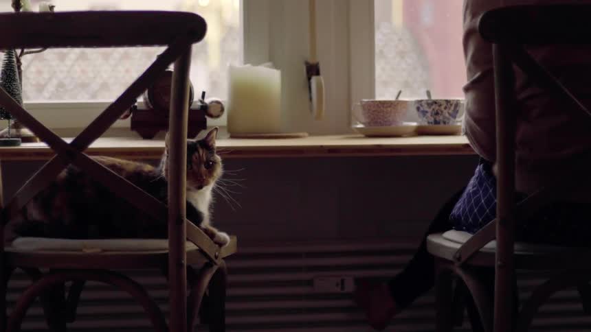 Cat sitting on a chair next to a woman in the kitchen