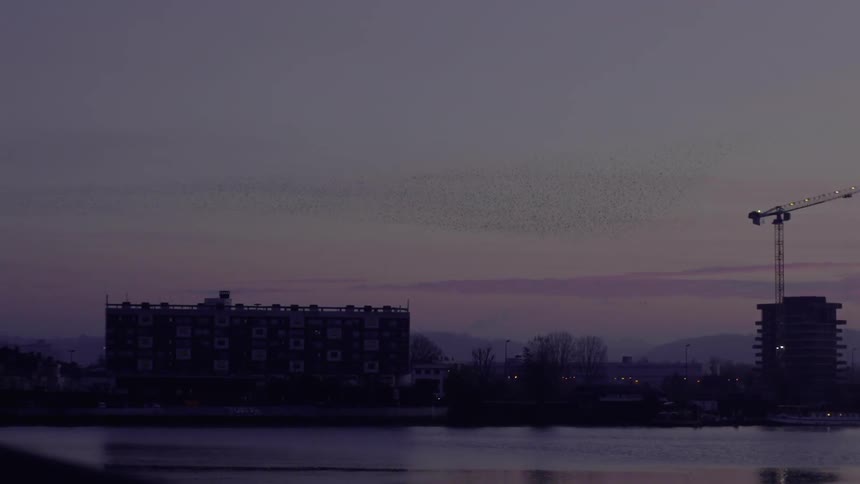 Huge Flock of Birds Over River at Sunrise