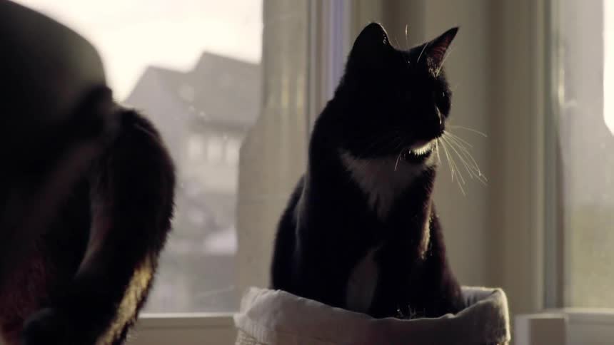 Two black cats in house by window