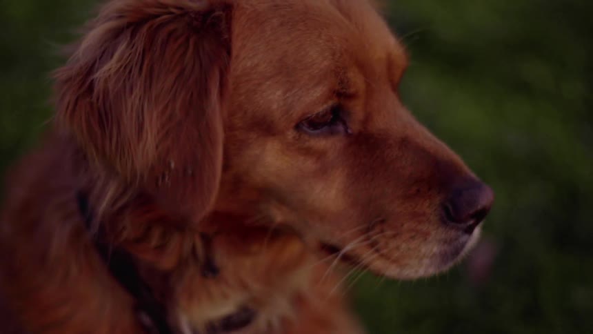 A dog sits in the grass and looks around