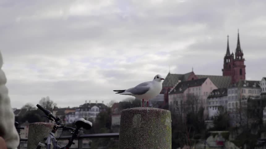 The birds fly over the water on a cloudy day