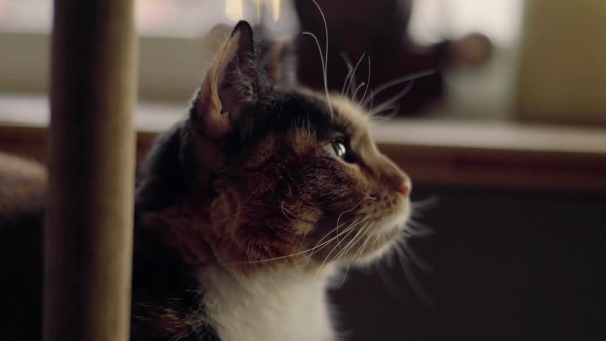 A cat stands looking around the room