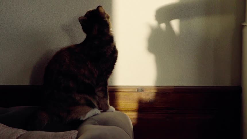 A cat looks up at the wall in the room