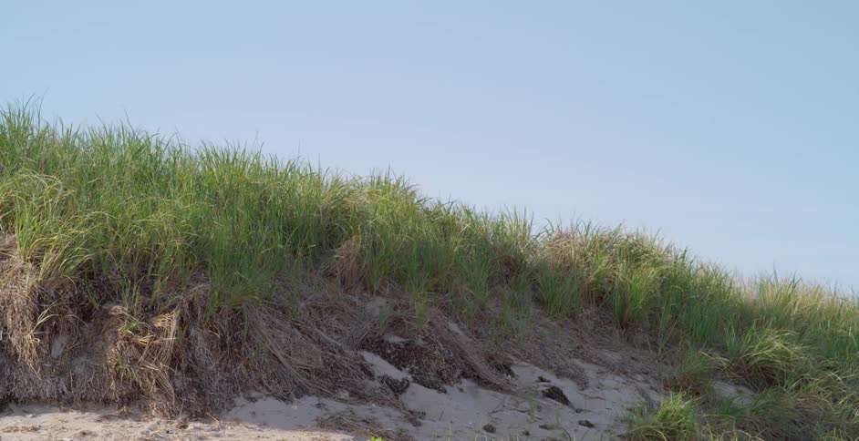 Grass at the beach