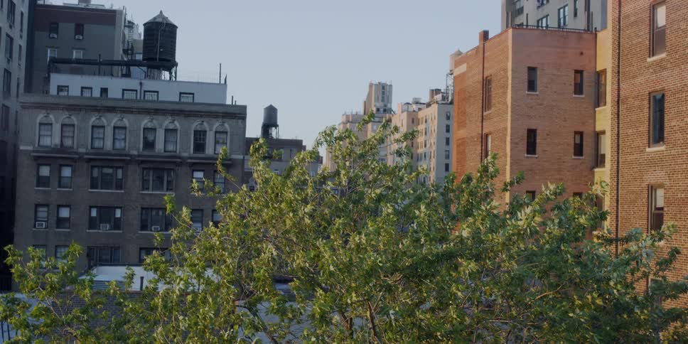 Wind blowing through trees in the city in the afternoon