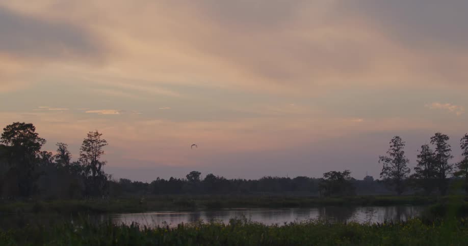 A bird flies over the water at dawn