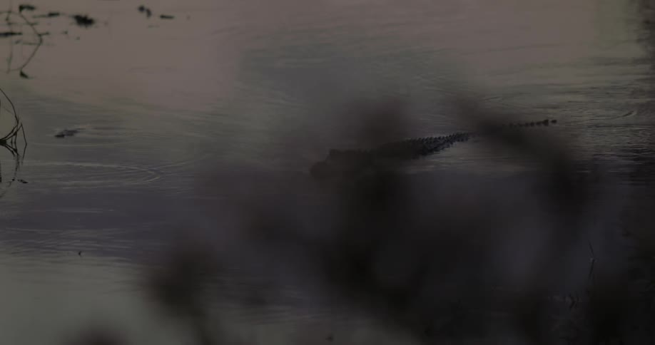 An alligator swims in the water