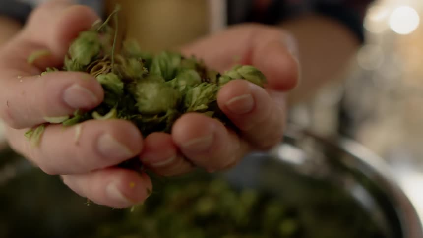 A man holds beer hops in his hand