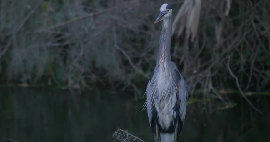 A bird stands in a swamp
