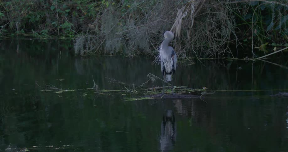 A bird preens in a river