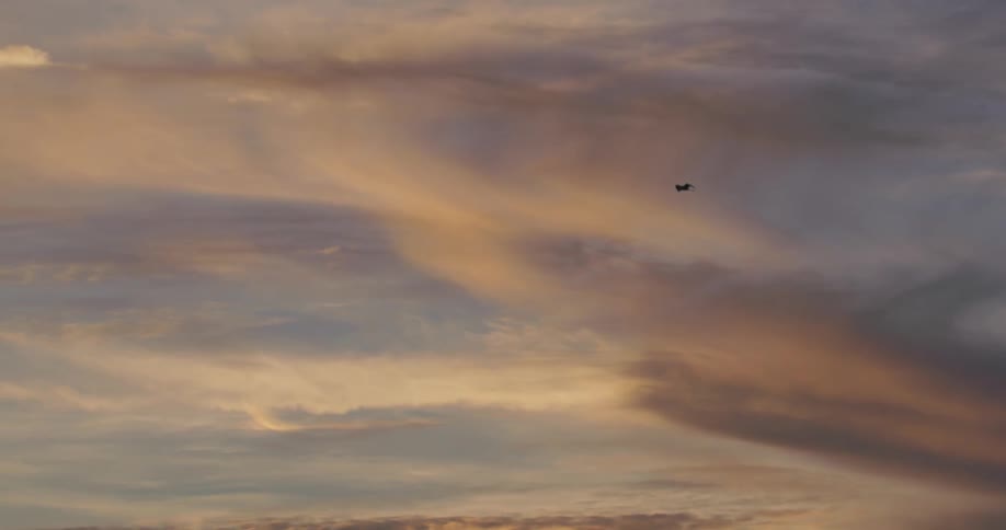 The bird flies high in the dawn sky