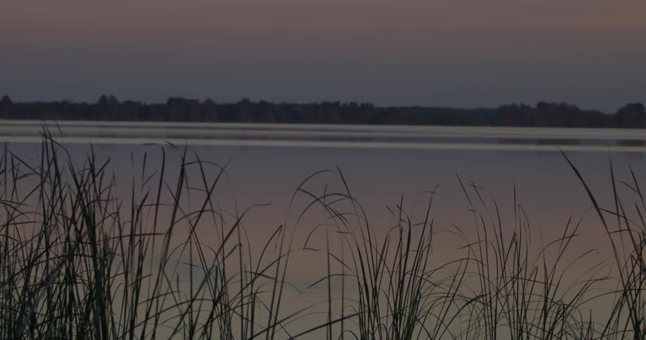 Dusk is settling over reeds and wetlands in a natural landscape