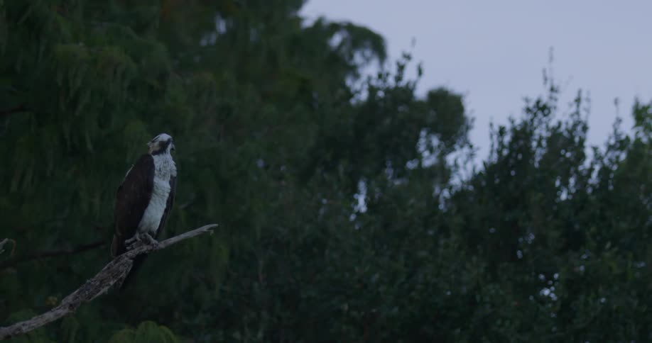 The bird sits perched near tall trees