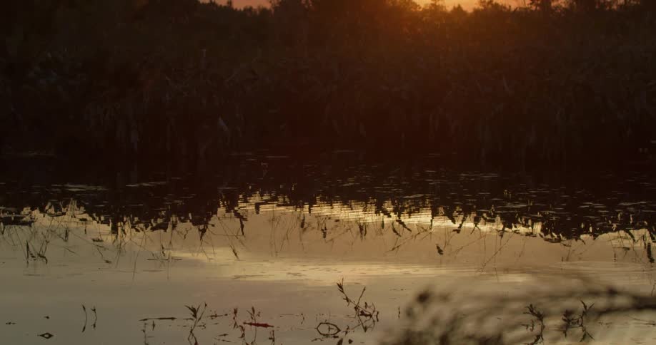 The water is reflecting the trees at sunset