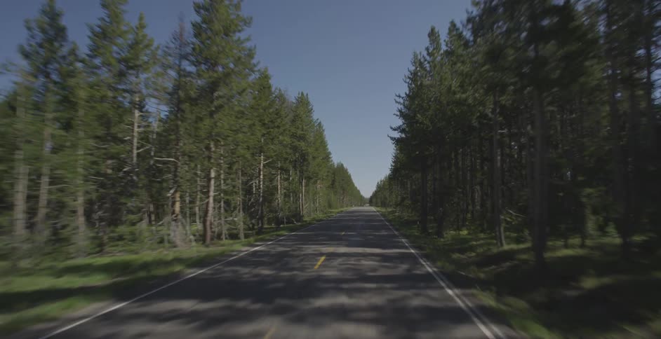 A vehicle drives through the forest