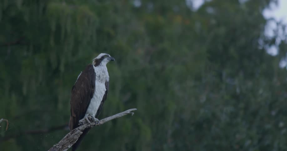 A bird of prey sits on a branch as the wind blows