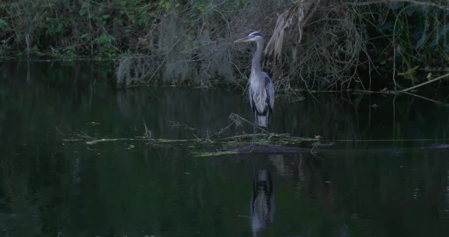 Florida Everglades Scenics