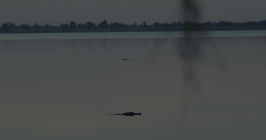 Alligators stick their head out of the water as they swim