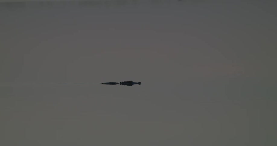 The alligator moves in the water at dawn