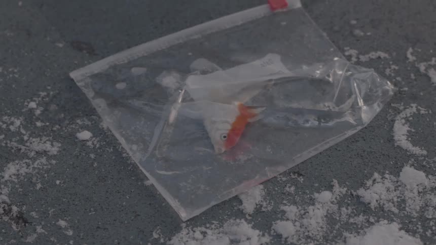 A bag on the floor has a fish inside