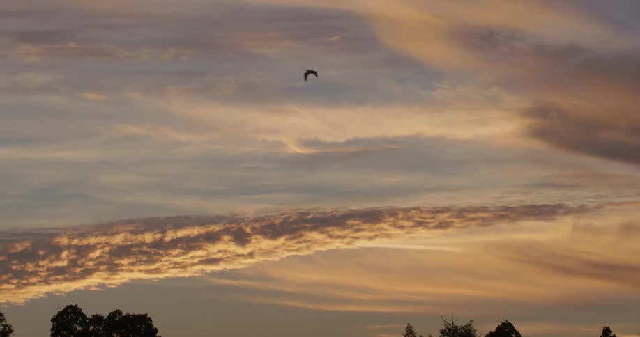 A bird flies across the sky at sunset