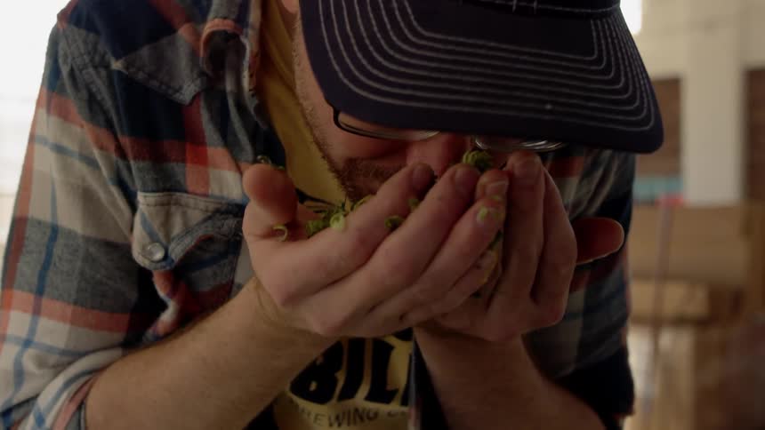A man lifts up some hops and smells them