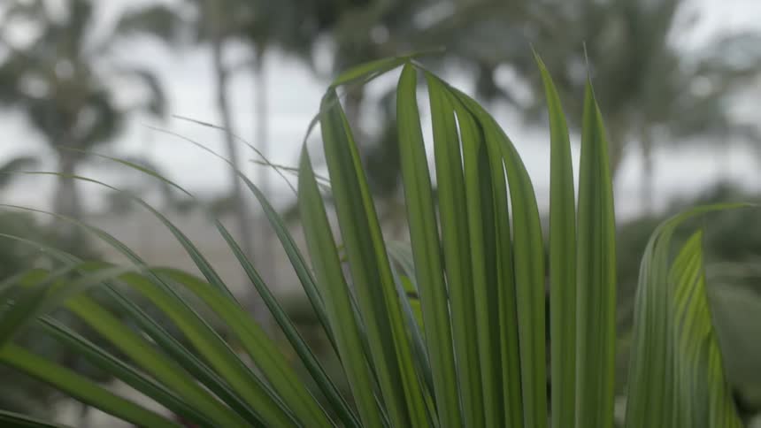 The fronds of a palm-type plant stand unmoving