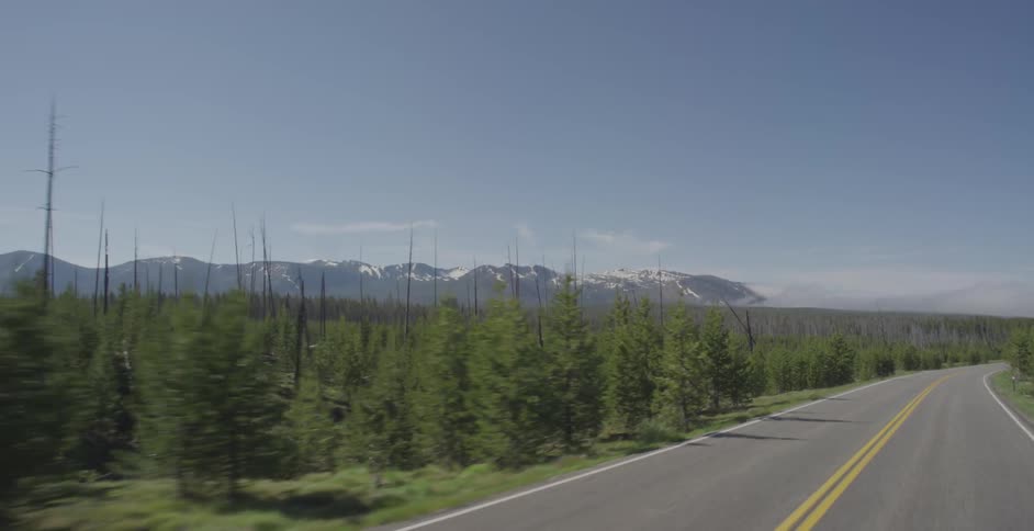 Driving down a forest highway