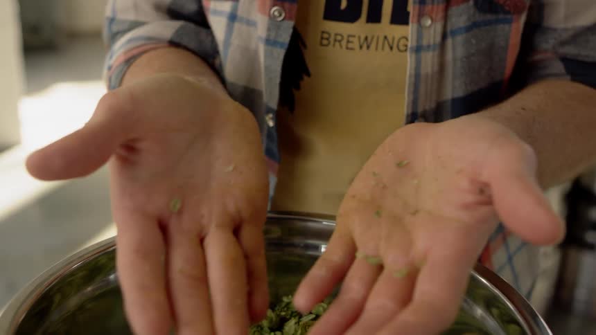 A person lifts some hops up and drops them