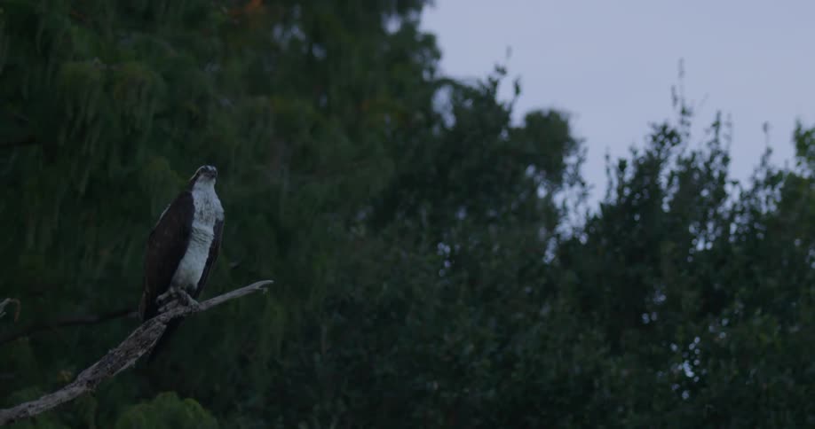 A bird sits on a tree branch
