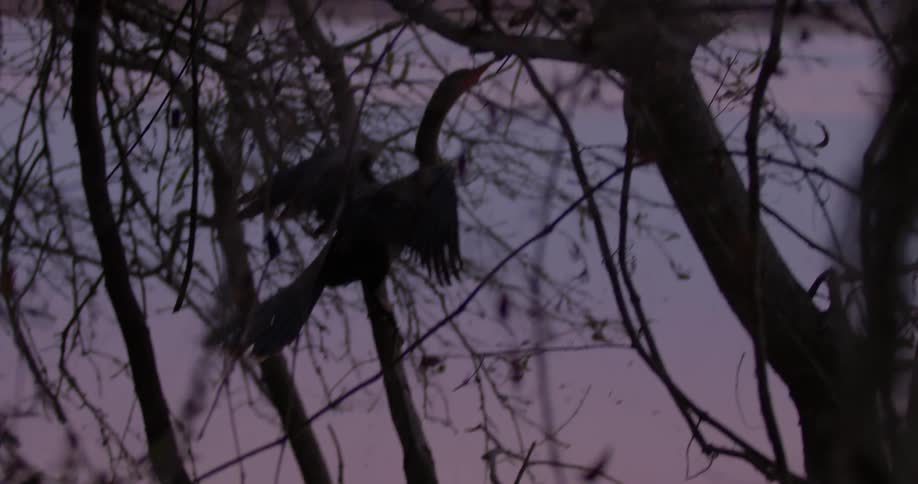 A bird is hopping from tree-limb to tree-limb at dusk