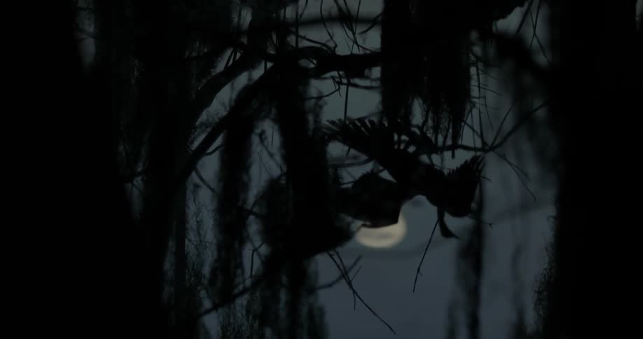 Birds and the moon are reflected in rippling water
